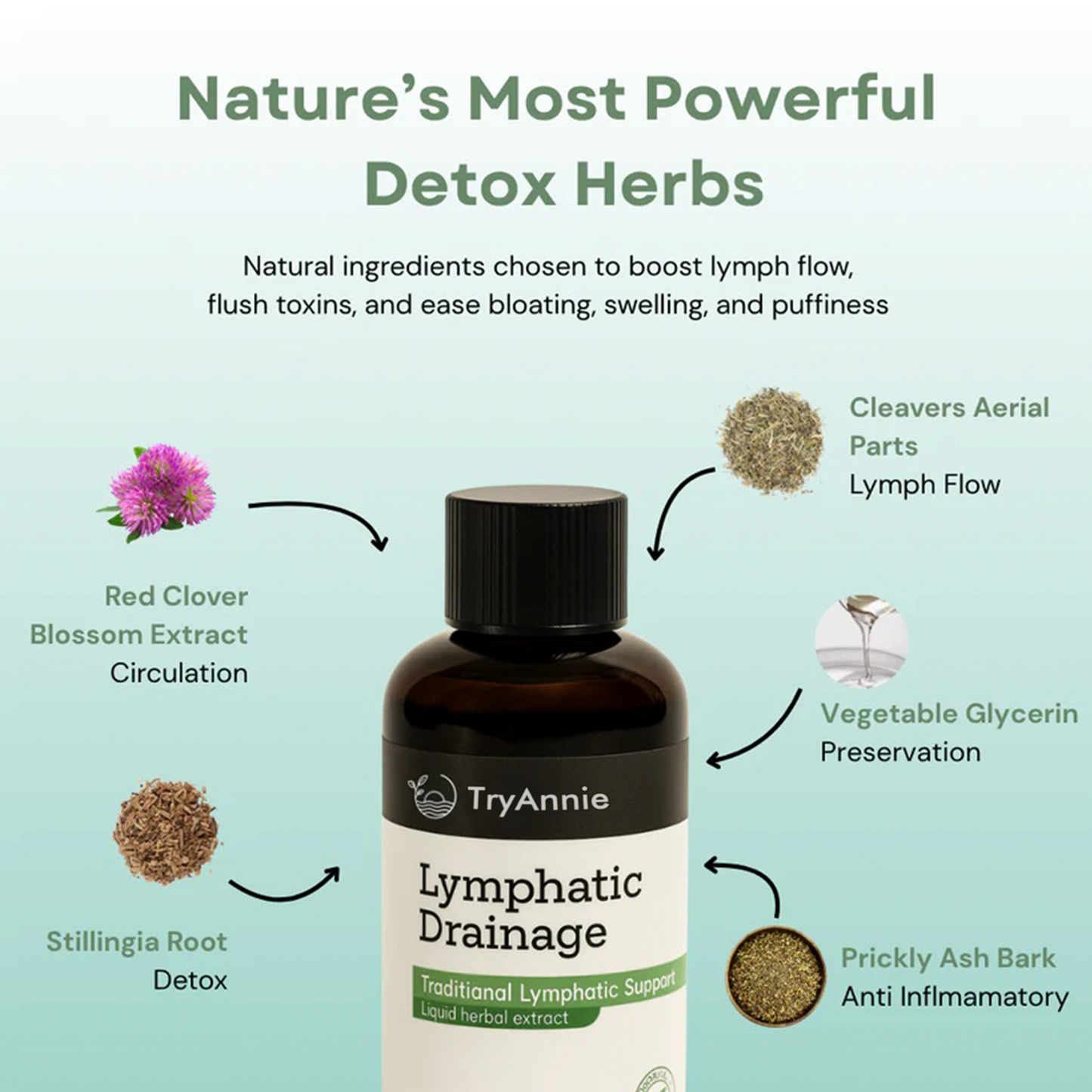Lymphatic Drainage Support